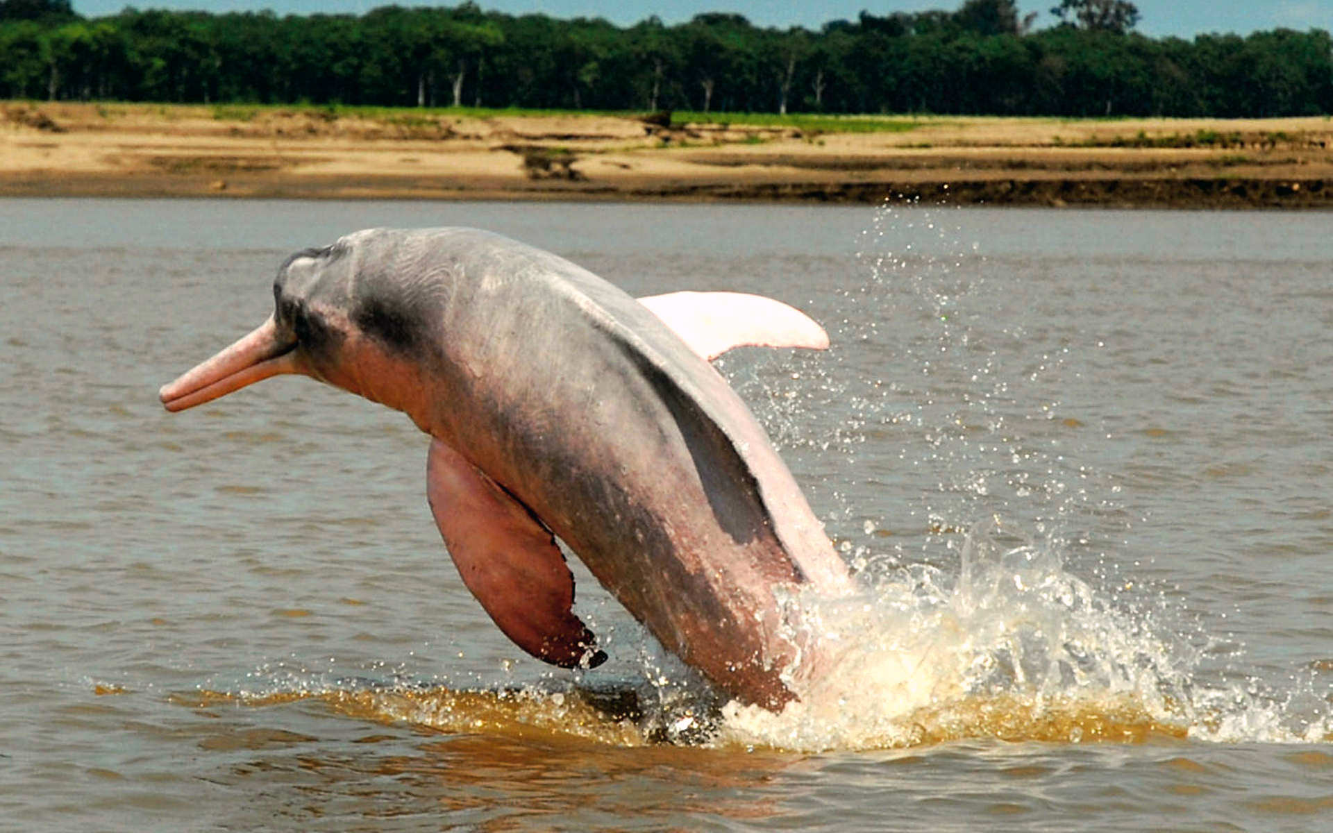 The pink dolphin is one of the stars in the Amazonian waters.